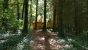 Kota Forêt